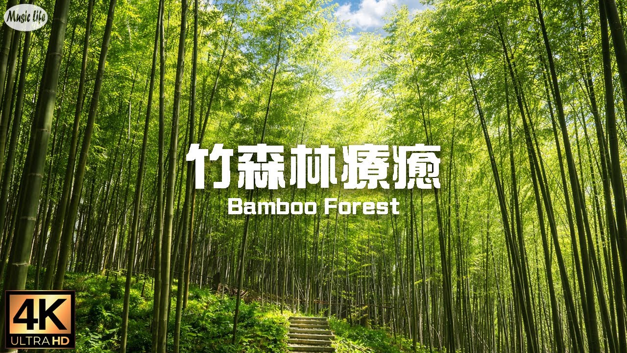 森林療癒系7  🌳竹森林療癒基地 雲林木馬古道  雲嶺之丘空拍台灣山雲海風景 抒情鋼琴曲 Walk through the Bamboo Forest Trail  Relax Piano Music