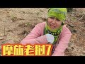 NO.49：烧山种旱稻妹子说她想找个人，和她一起开发家里的一大片荒山