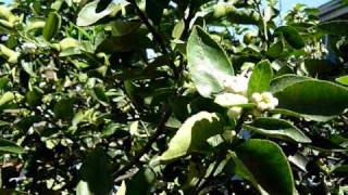Video Test Panasonic Lumix FS12