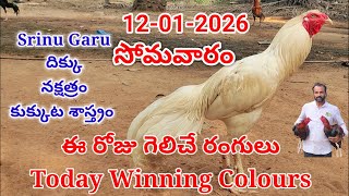 12 January 2026 Today Winning Colourskukkuta Sastramcolour Update telugu
