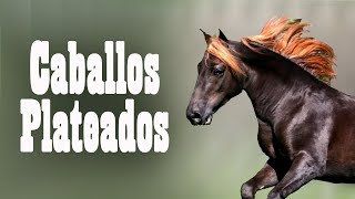 Su Belleza Es Su Perdición 'Caballos Jilotes' (Gen Silver) Del Cerro Soy