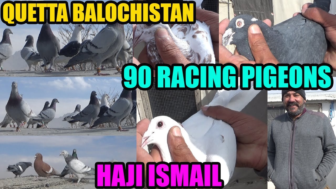 90 Pigeons Racing Loft Haji Ismail Shahwani Bhai Quetta Balochistan Amazing Racing Pigeons Breeds