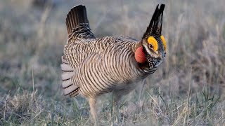 Lesser Prairie Chickens, Western Kansas 2023