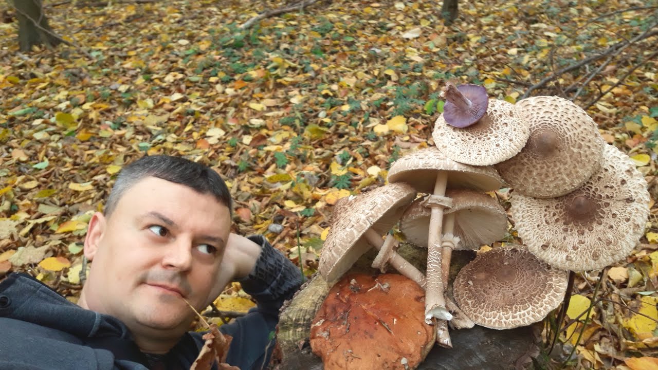 Modrikača Sunčanice Turčin