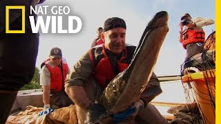 Saving the Alligator Gar | Dangerous Encounters