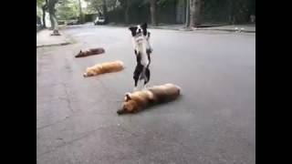 Amazing Jumping Dog / 二足歩行のジャンプ犬