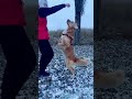 Dog Training 101 🐾 | Teaching Your Pup to Stand Like a Pro