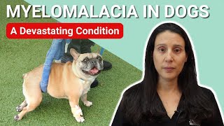 What is Myelomalacia in Dogs?