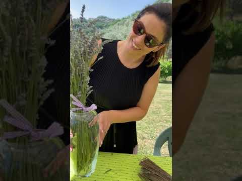 Video: La lavanda respinge le zanzare?