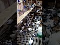 Feeding time for my Pakistani and tippler pigeons
