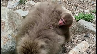 Baby monkey slowly chasing mom