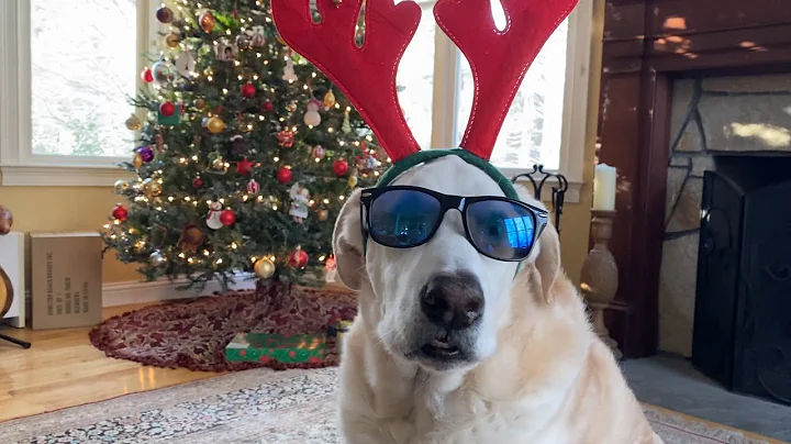 Puppy Paradise Lip Dub