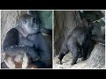 Gorillas React To Visitors