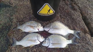 The Bream Were Going Crazy