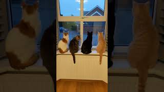 Cats On Neighbourhood Watch Duty