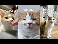 猫飼ってる人にしかワカラナイ７連発