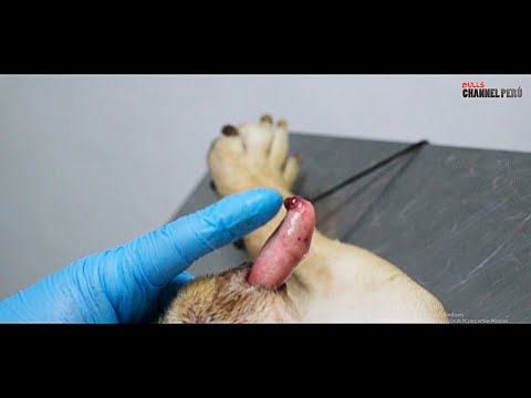 Video: Revestimiento Uretral Fuera De Lugar En Perros