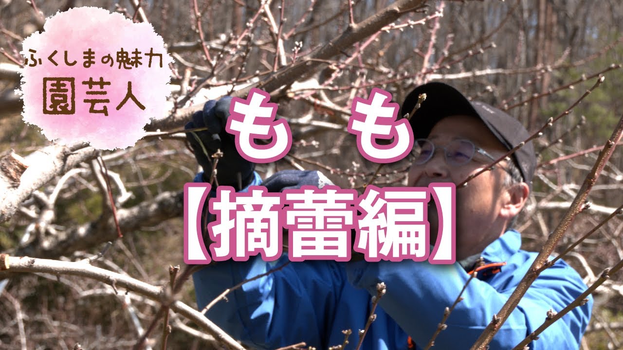 もも 「摘蕾編」