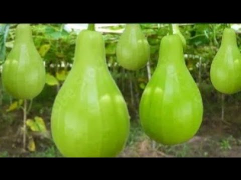 কিভাবে লাউ সংরক্ষন করে রাখবেন খেতে পারেন বছরজুড়ে,(লাউ সংরক্ষণের সঠিক নিয়ম) #### ২০২২ কিভাবে লাউ সংরক্ষন করে রাখবেন খেতে পারেন বছরজুড়ে,(লাউ সংরক্ষণের সঠিক নিয়ম) #### ২০২২