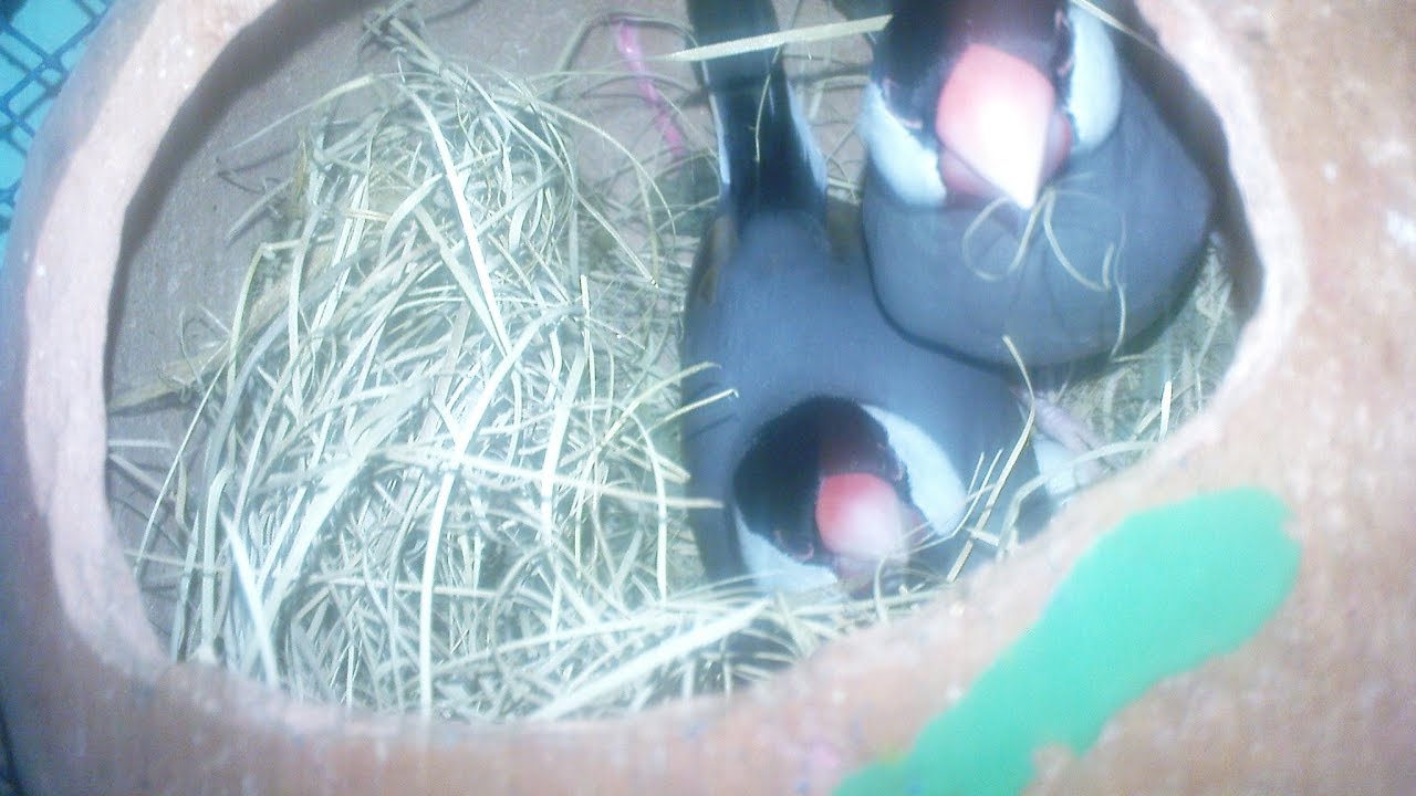 Silver java bird with their 7 days three baby.when they are hatching ...