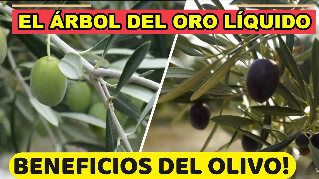 OLIVO El rbol Del ORO L QUIDO No Puede Faltarte En Casa YouTube olivo-el-rbol-del-oro-l-quido-no-puede-faltarte-en-casa-youtube