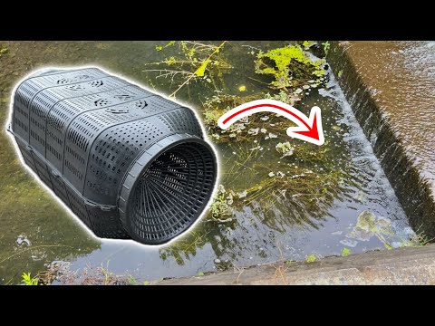 I set up a fish trap I bought on Amazon for 3000 yen at the