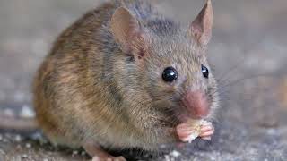 Pest Control |Cape Cod, MA - Nuisance Animal Removal