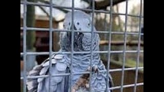 Video: Lincolnshire Wildlife Park's infamous swearing African Grey parrots&