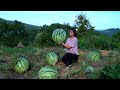 Giant Watermelon in the Sandy Soil Grows So Well!