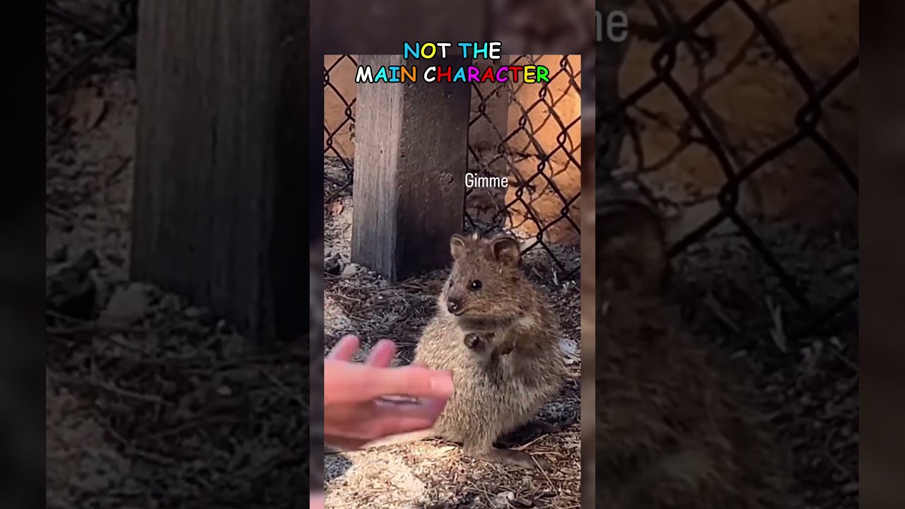 Meme Vault  | Rare & Dank Edits 7 