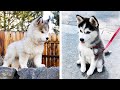 Funny And SOO Cute Husky Puppies Compilation #8 - Cutest Husky Puppy