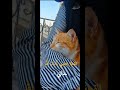 القط الذي في بيتك قد يكون شيطان