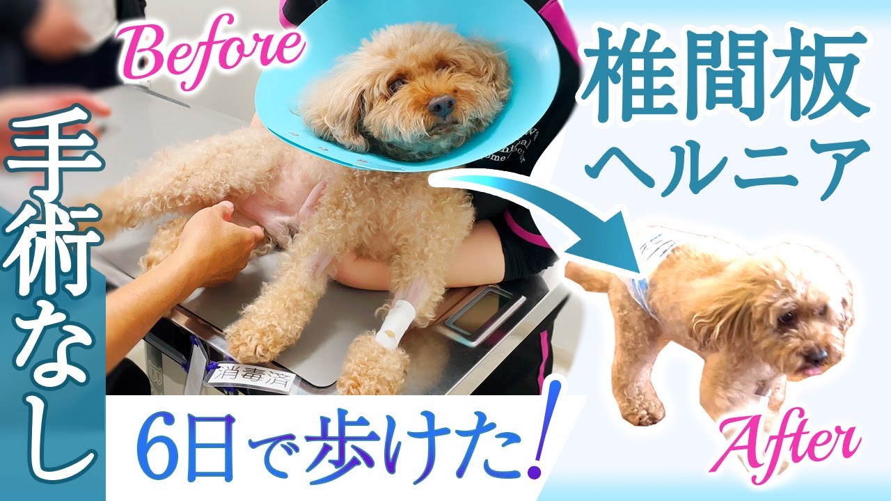 手術なしで改善！ トイプードルの椎間板ヘルニアをたった6日の内科治療で歩けるように！