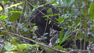 Bonobo gesture - Bipedal stance (Example 2)