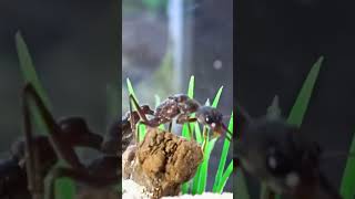 Слово мирмекипера, кровь на пробирке #словопацана #ants #муравьи #приколы