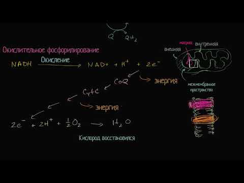 Окислительное фосфорилирование (видео 10) | Клеточное дыхание | Биология