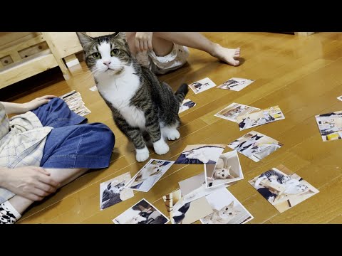 一緒にカレンダー写真を選んでくれた猫