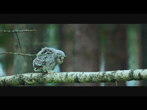 Video: Vilsandi Nasionale Park (Vilsandi rahvuspark) beskrywing en foto's - Estland: Saaremaa -eiland