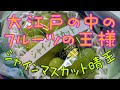 独身男の高級フルーツ　アオイ農園さん で購入　 シャインマスカット晴王　を喰らう！