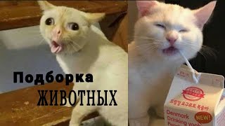 Смешные котики 2021/ 8 минут ржаки/ Самые забавные подборки