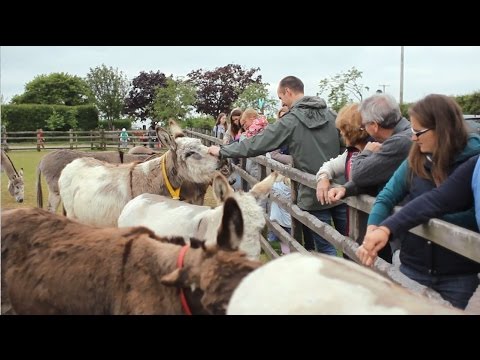 Visit The Donkey Sanctuary in Sidmouth
