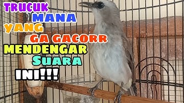 semua jenis trucukan manapun dijamin langsung nyaut dengar pancingan trucuk gacor ini.