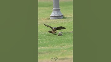 Peregrine falcon attacks squirrel!