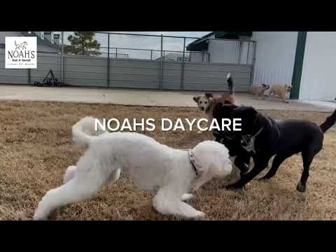 Dogs gone wild!