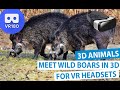 3D Meet the Animals: Meet Wild Boars in 3D [VR180]