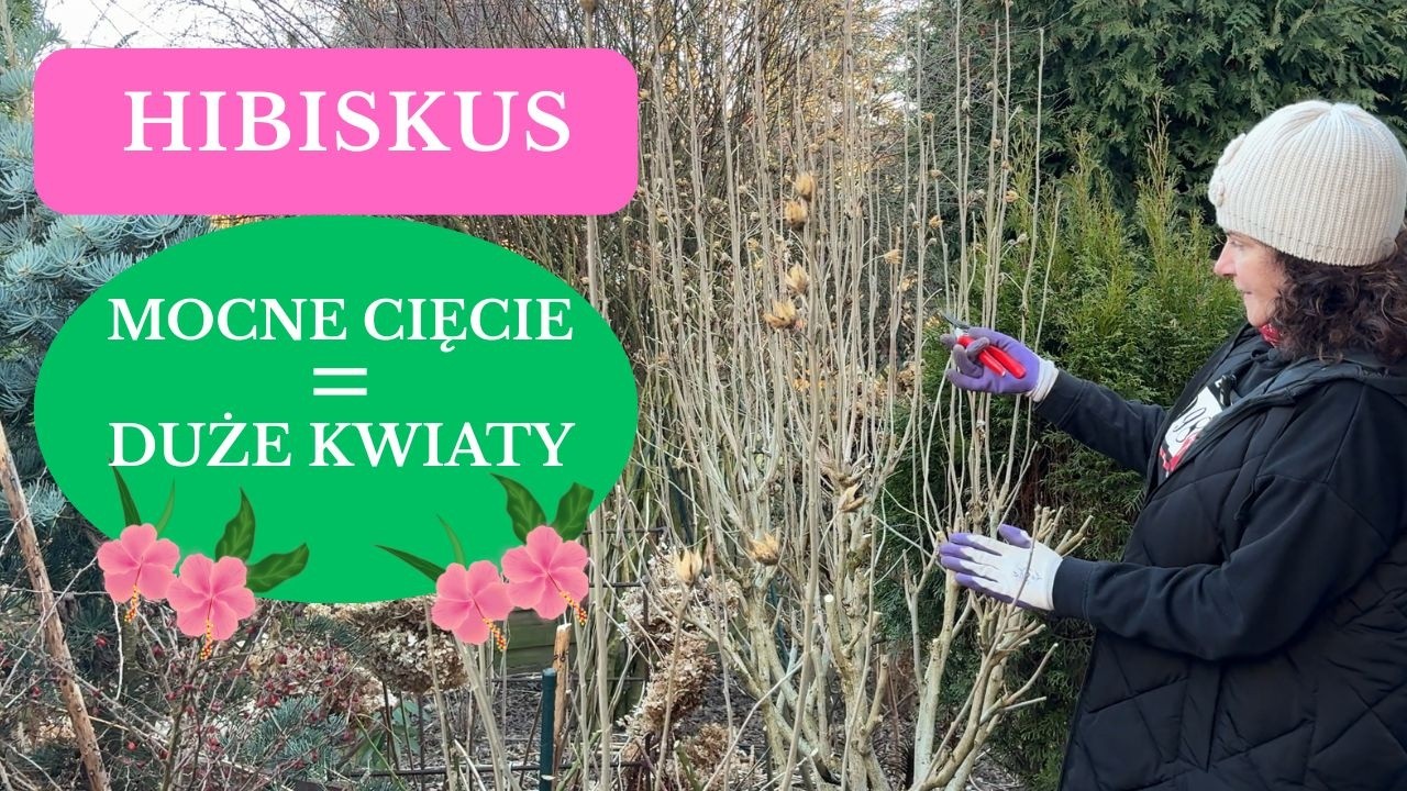 Jak ciąć na wiosnę HIBISKUS ogrodowy żeby obsypał się kwiatami. Jak formować starą Ketmię syryjską?