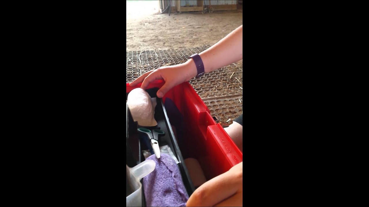 Horse first-aid kit - YouTube