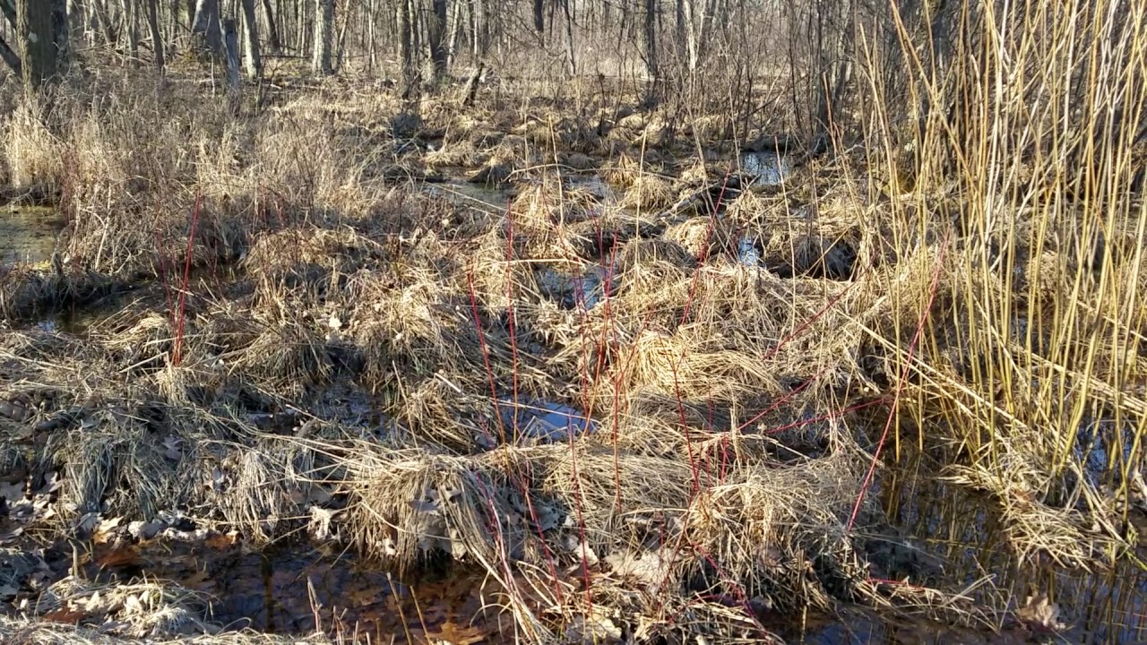Nature swamp Sounds on a Segway Minipro YouTube