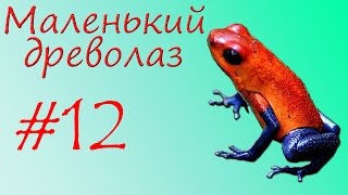 Маленький древолаз Маленький древолаз