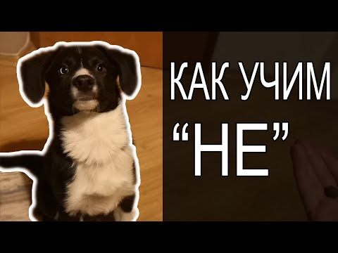 Видео: Обучение на танцуващо куче - Танцувай с кучето си